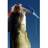 Bandit Walleye Shad - Fruit Dots - 2 11/16"