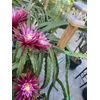 DRAGON FRUIT  CUTTING 10-14 Inches Check Description