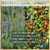 Niacinamide Cosmesse 4843 Nonnon Nonnon Quasi-drug Medicated Cream 32g Whitening Wrinkle Improvement Aging Care Beauty Cream Dry Skin Sensitive Skin Countermeasure Japanese Herbal Plant Alpinia Kamatsudai Himefuuro Yuzu Ceramide