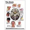 Brain Pathways and Cranial Nerves Support Card