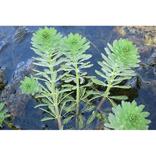 Parrot Feather Bunch - 5 Stem Plants - Water Garden Live Pond Plant