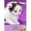 Kitten Cat Birthday Card