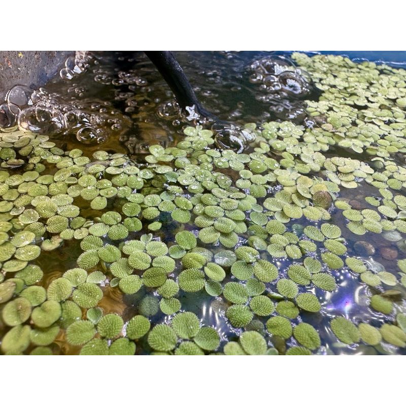 LIVE Water Spangles (Salvinia Minima) Floating Aquarium Plant - Fry ...