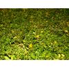 1 Cup Dried Common Chickweed  For Tea or Salva.US grown.