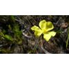 Xyris gracilis | Slender Yellow-Eye | 10_Seeds