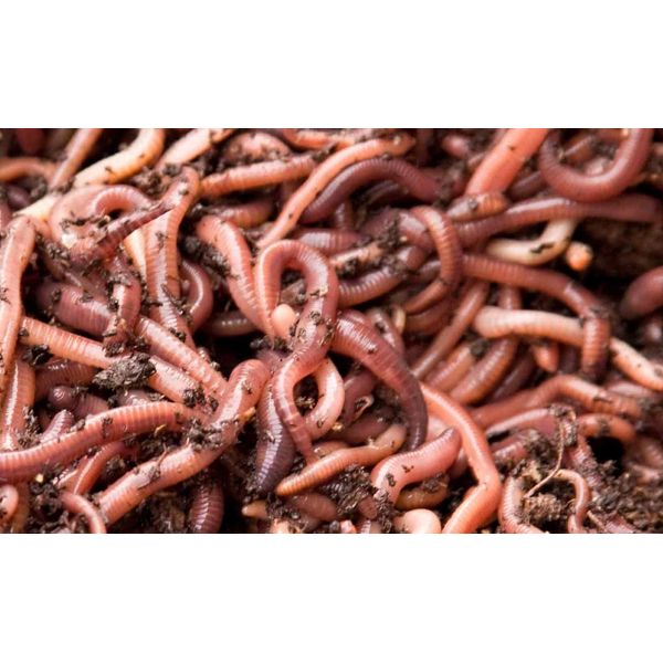 100g DENDROBAENA COMPOSTING WORMS - For Composting, Fishing Bait, Pet Food