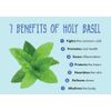 herbal alkalizer - Holy Basil Extract 750mg 1B - ayurvedic herbs