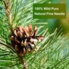 Organic Pine Needle Tea Bags Fresh Bag Improve Sleeping