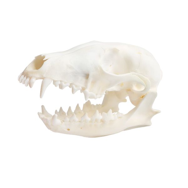 Wixine 1Pcs Real Red Fox Bones Skull Fox Head Skeleton Natural Teeth Bone Specimen Model