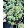 4" Crested Myrtle Blue Cactus | Blue Candle Cactus | Unique Live Cactus