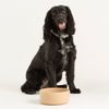 Mason Cash Cane Pet Bowl | 5.9"