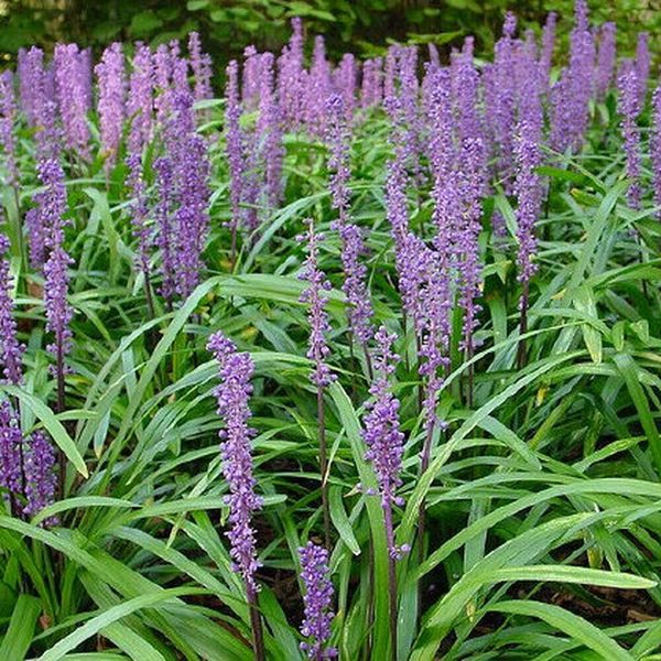 Flowering Ornamental Border Grass 25 + plants Liriope Ground Cover 🐒 US seller!