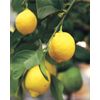 HARVEY LEMON TREE (Grafted) 3ft to 4ft Tall.