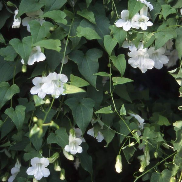 Outsidepride 200 Seeds Perennial White Asarina Climbing Snapdragon Flower Seeds for Planting