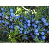 Astragalus Tea-KIDNEY SUPPORT COMPLEX- Complex for Kidney Care-2 Bottles