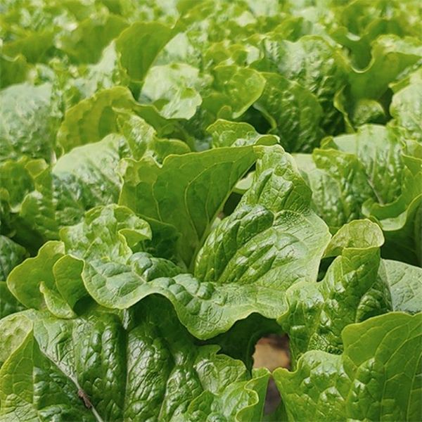 Domestic same-day harvest romaine lettuce (salad/ssam) 1 root 400g, 1 pc