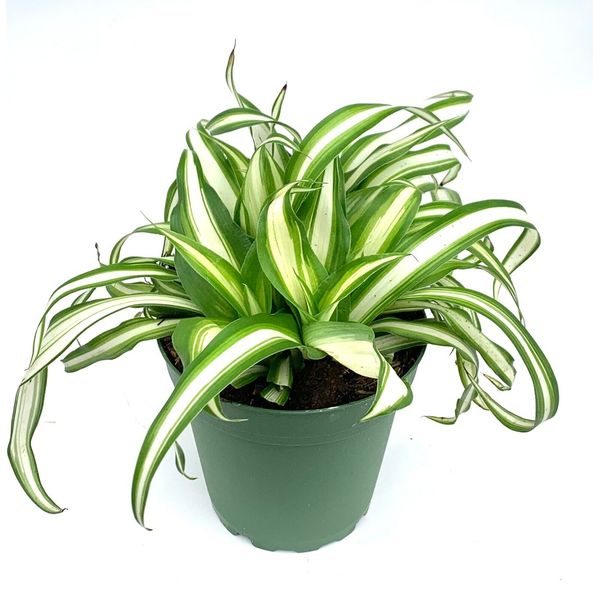 Variegated Spider Plant Chlorophytum Comosum Live Potted House Plants