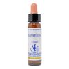 Healing Herbs/Flower Essence [Impatiens]