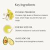 john masters organics Evening P Shampoo N (Primrose) 16.7 fl oz (473 ml) 16.7 fl oz (473 ml) (x1)