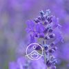 Organic Floral Water Wild Lavender (100mlpet)