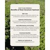 Rose Geranium Hydrosol, Certified Organic