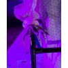 Horror-Shop Old Grandmother with Walker - Motion & Sound 72 cm