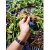 Wildcrafted Yellow Dock Root for LIVER,SKIN,CON