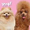 Yuup! Volumising Shampoo for Dogs