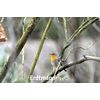 Erdtmanns Snackbar Wooden Seed Feeder