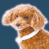 Petio Cool Neck Ring Dog Small