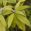 lemon myrtle 20ml incent essential oil essential oil
