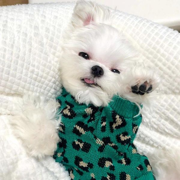 Leopard Chic Knitted Sweater For Small Dogs - Stylish Pet Apparel - Green Leopard / S