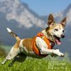 Curli Vest Harness Air-Mesh Brown 2XS