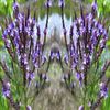 BLUE VERVAIN With Absolutely No Additives High Potency 100 Vegetarian Capsules