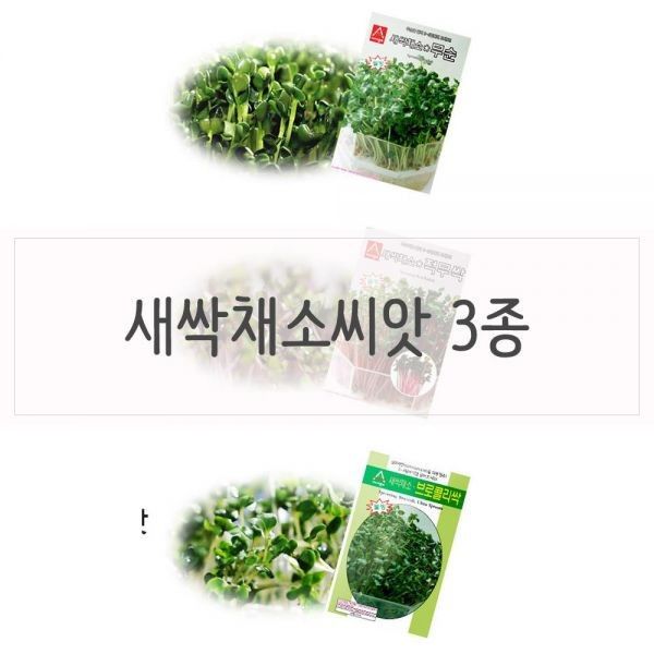 Easy-to-grow plant sprout vegetable seeds, radish sprout seeds