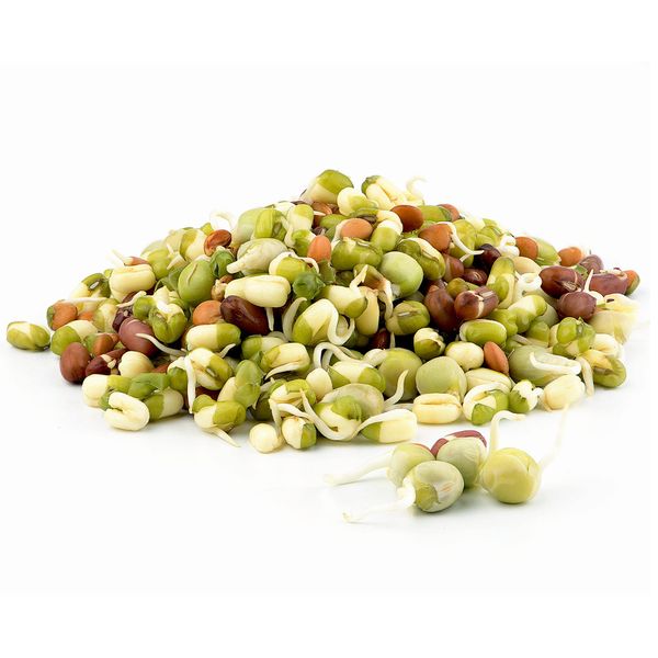 Todd’s Seeds - Protein Bean Sprouting Seed Mix - Green Pea - Mung Bean - Adzuki - Garbanzo - One Pound - Non GMO