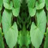 GOTU KOLA LEAF With Absolutely No Additives High Potency 100 Vegetarian Capsules