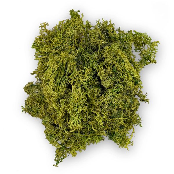 Netuno Natural Moss Light Green 30 g Decorative Reindeer Moss Finland Moss for Crafts and Decorating Decorative Moss Model Making DIY Real Moss Iceland Moss Hill Moss Easter Decoration Christmas