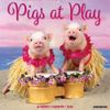 Pigs at Play 2026 12" x 12" Wall Calendar