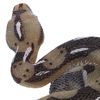 Realistic Simulation Snake Model - Fake Prank Prop for Halloween Kids