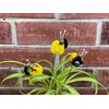 Pompom Bumble Bees Black&yellow W/googly Eyes Craft Spring Easter Floral Picks 6/pkg