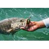 PowerBait® Chigger Craw
