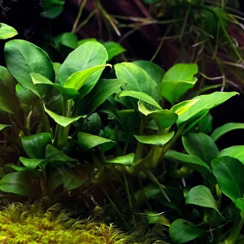 Buy2get1free,same plant Anubias Barteri Var. 'Nana Petite' Potted Plant Ps207 Live Aquarium Plant
