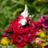 Accoutrements Archie McPhee Itty Bitty Axolotls 8 Pack