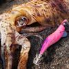 KEYSTONE (ki-suton) Lure egi egisya-pu Basic Color Red Base Pink 3.8 # # # # V1