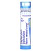 Caulophyllum Thalictroides, 6C, Cramp Relief, Approx 80 Pellets