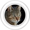 Stunning Tabby Cat Close Up Portrait Vector Isolated PopSockets PopGrip for MagSafe