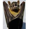 Real Preserved MUMMIFIED BAT Hanging Position Cynopterus Brachyotis