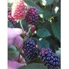 Strawberry Vanilla Jam ! 8 oz. Jar . Homemade Small Batch