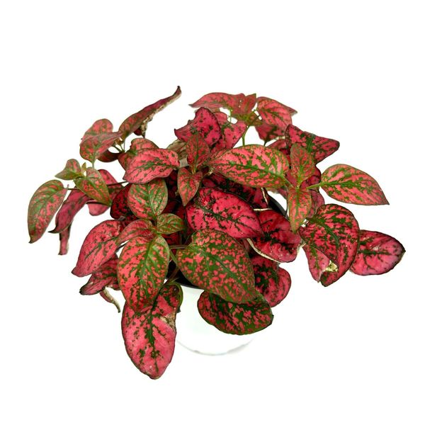 Large Hypoestes Red Splash Live Potted House Plants Air Purifying, 4" Pot